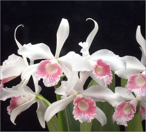 Сорта орхидей для домашнего выращивания - фото