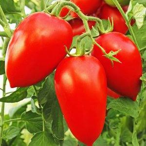 Лучшие сорта томатов, которые можно вырастить самостоятельно - фото