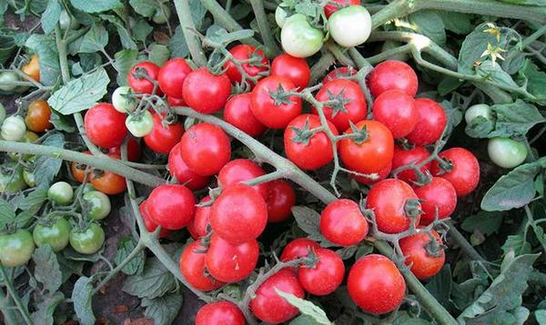 Выращивание самых сладких сортов томатов - фото