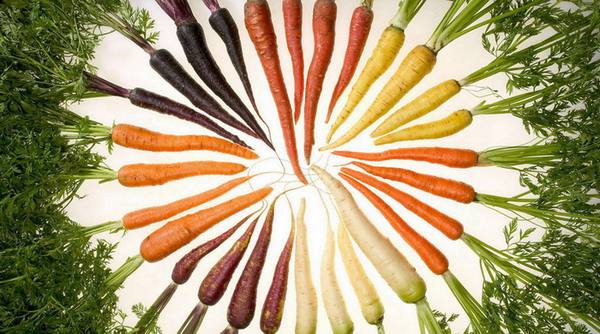 Семена моркови  лучшие сорта для вашего региона - фото