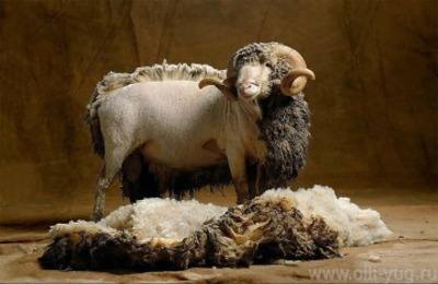 Стрижка для получения качественной овечьей шерсти с фото