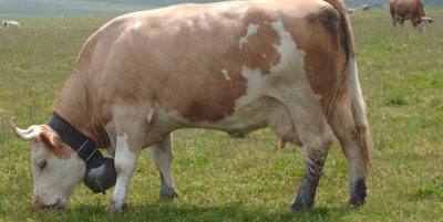 Описание и характеристика швицкой породы коров - фото