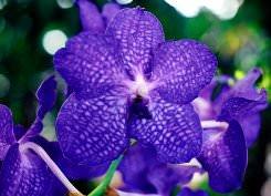 Благородство и роскошь синих орхидей - фото