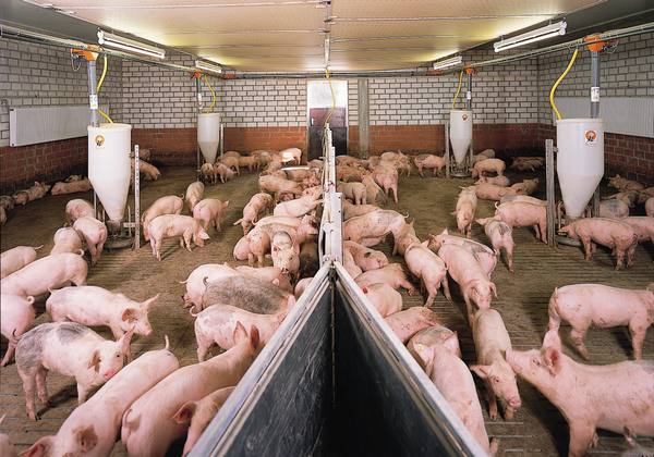 Система и методы разведения свиней, финская технология с фото