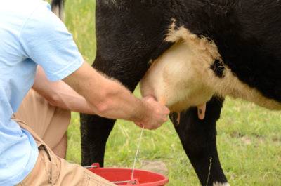 Фермеру на заметку: сколько корова дает молока? с фото