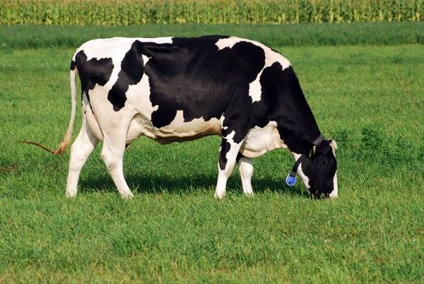 Вычисление веса коровы с фото