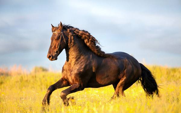 Сколько весят лошади: категории, определение - фото