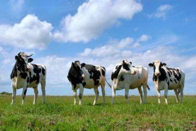 Продолжительность жизни коровы и фазы ее продуктивности с фото