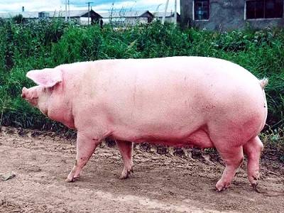 Скороспелая мясная порода свиней: фото и описание с фото