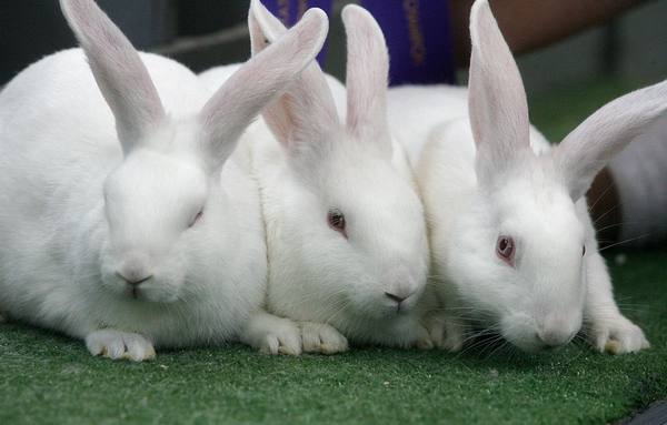 Кролиководство в домашних условиях - фото