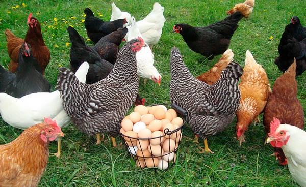 Содержание цыплят несушек в домашних условиях - фото