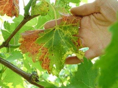 Почему сохнут листья у винограда? - фото