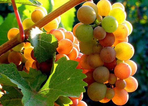 Виноград «Пино»: разновидности сорта и правила выращивания с фото
