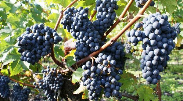 Элитный сорт винограда для вина Пино Нуар - фото