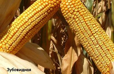Ботанические и сортовые разновидности кукурузы - фото