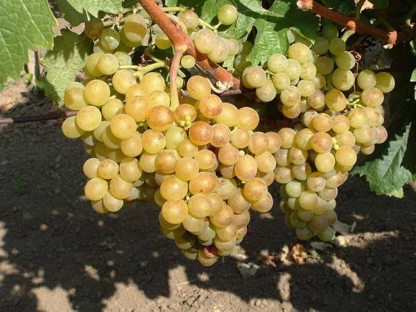 Основные сорта винограда выращиваемые в венгрии