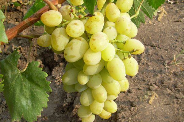 Сорта винограда с самыми крупными ягодами с фото