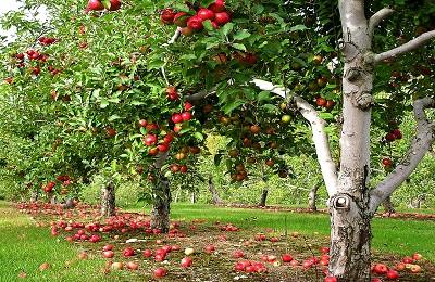 Потребительские и биологические свойства яблонь - фото