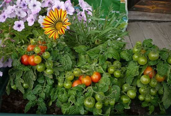 Соседство овощей в огороде с томатами - фото