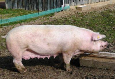 Размножение свиней в домашних условиях: спаривание и искусственное оплодотв ... - фото