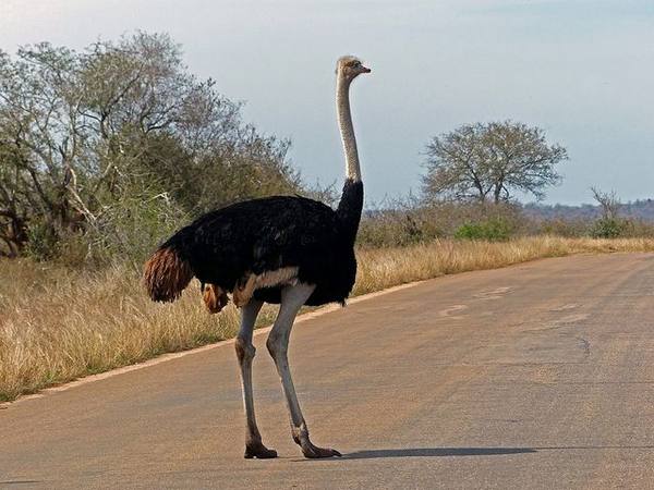 Красивая и крупная птица  страус с фото