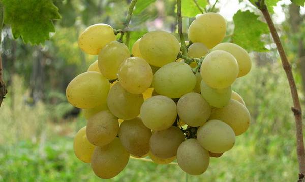 Сверхранние сорта винограда  выращиваем ягоду в северных широтах с фото