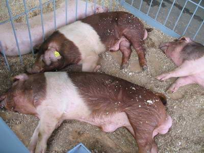 Свиньи племенные краснобелопоясной породы: фото и описание - фото