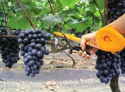 Тапенер: современное устройство для подвязывания винограда и других растени ... - фото