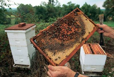 Технология содержания пчел в многокорпусных ульях - фото