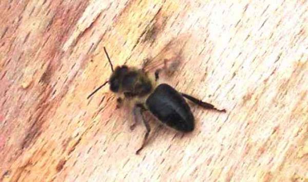 Темная лесная пчела описание и фото - фото