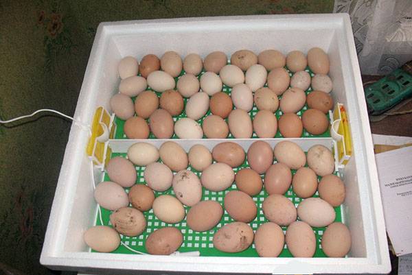 Значение показания температуры в инкубаторе для инкубации куриных яиц с фото