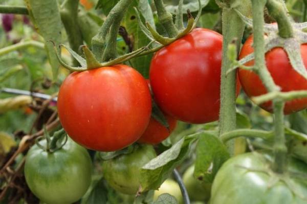 Выращиваем сорт томата Взрыв - фото