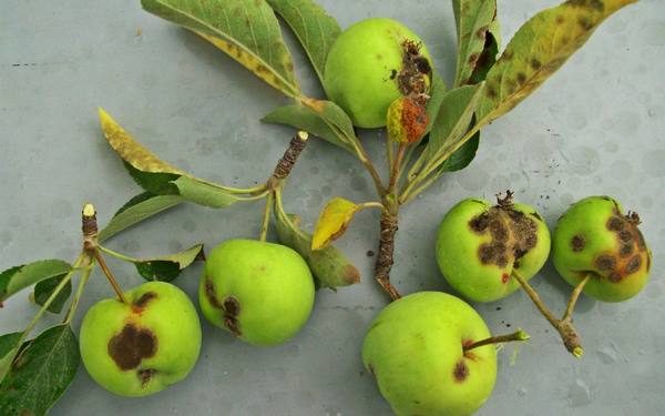 Топ-7 болезней яблонь (с фото) и их лечение с фото