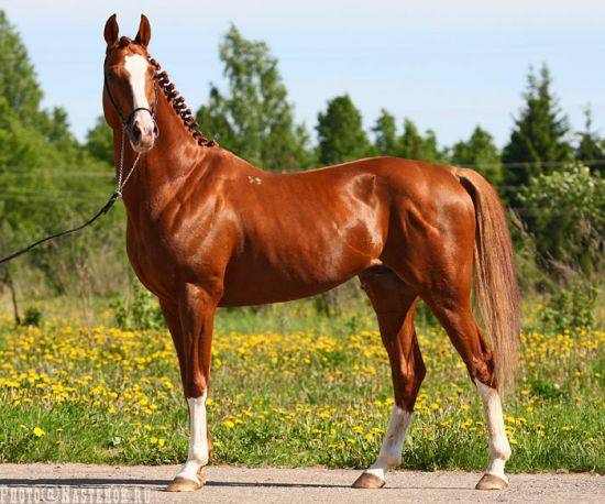 Тракененская порода лошадей: фото, история и описание с фото