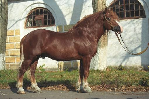 Тяжеловозные породы лошадей: описание и видео с фото