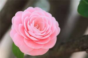 Японская роза (камелия) - правила размножения и ухода с фото