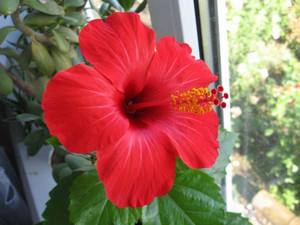 Как ухаживать за яркой и ароматной домашней розой? - фото