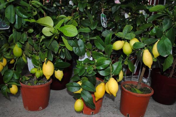 Уход за лимоном в домашних условиях: фото и видео - фото