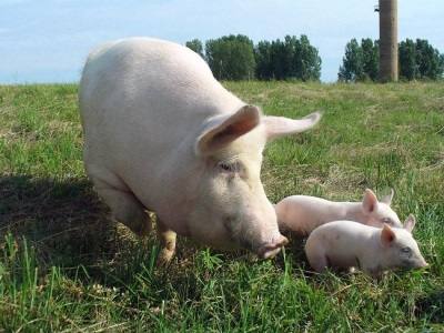 Уход за свиньями в домашних условиях: видео с фото