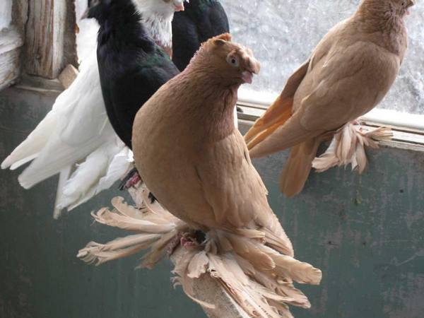 Узбекские старопородные голуби, их разновидности - фото