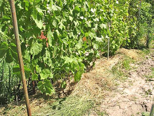 Хороший уход за виноградной лозой - гарантия богатого урожая с фото