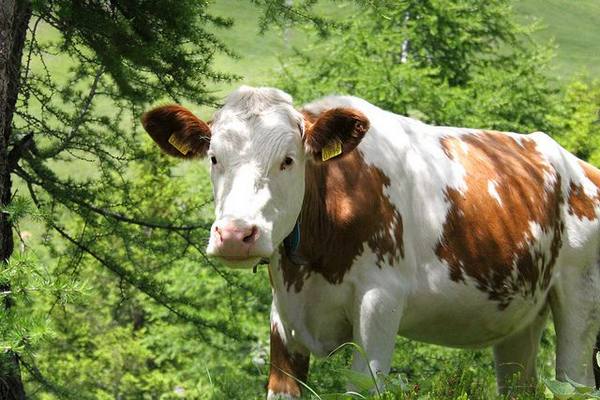 Болезни у коров и способы их лечения - фото