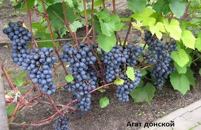 Уникальный виноград «донской агат»: выращиваем рядом с домом с фото