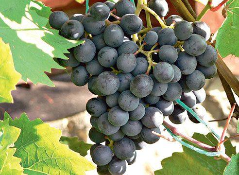 Описание и особенности винограда Агат Донской - фото