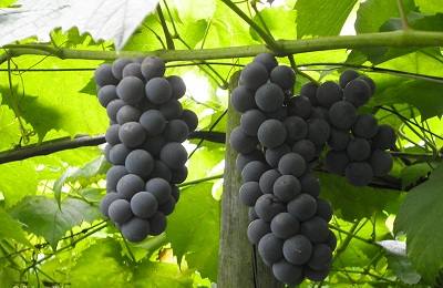 Виноград «Альфа»: особенности выращивания - фото