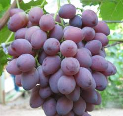 Особенности гибридной формы винограда «Ася» - фото