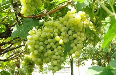 Непревзойденный сорт винограда Августин: характеристика и особенности ухода - фото