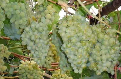 Особенности сорта винограда Белое чудо с фото