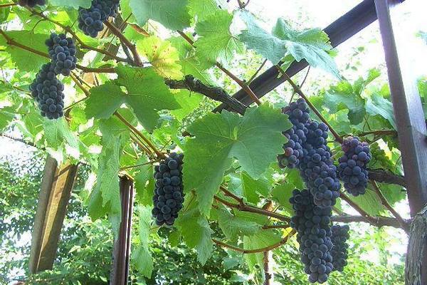 Преимущества винограда черный жемчуг - фото
