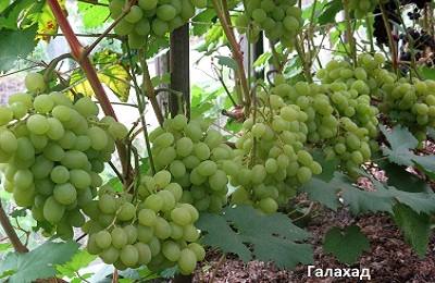 Виноград Галахад - исконно русское лакомство - фото